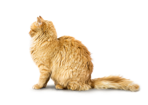 猫轮廓孤立在白色背景图片下载