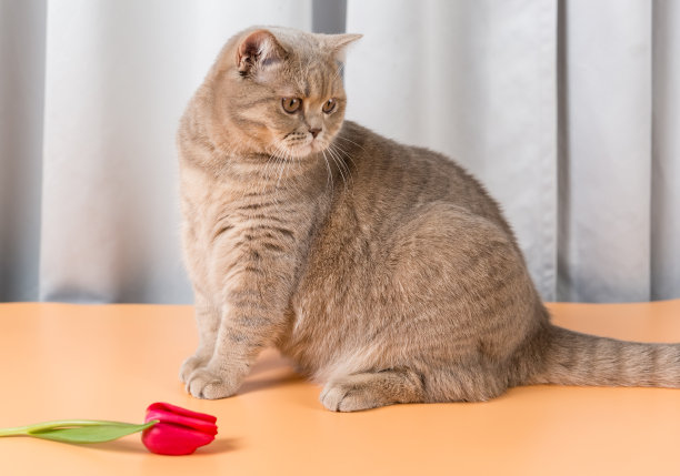 一只英国短毛猫坐在红色郁金香花旁边看向别处图片下载