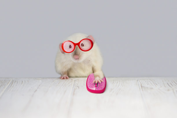 滑稽可爱的鼠标戴着眼镜玩电脑鼠标图片下载