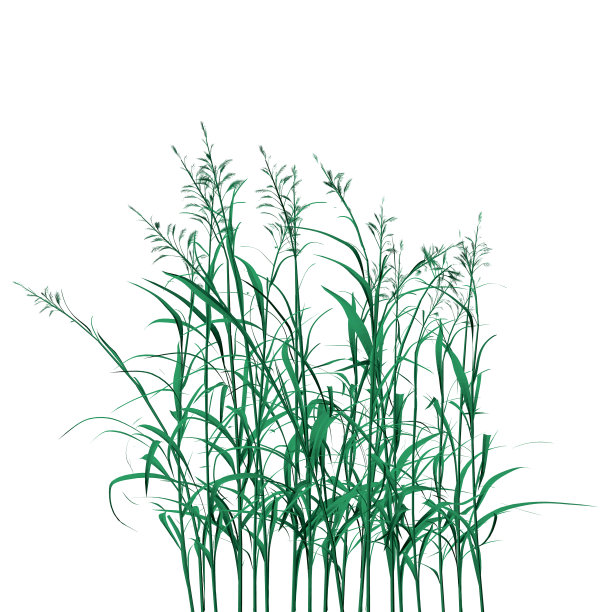 绿色详细的草孤立在白色的背景图片下载