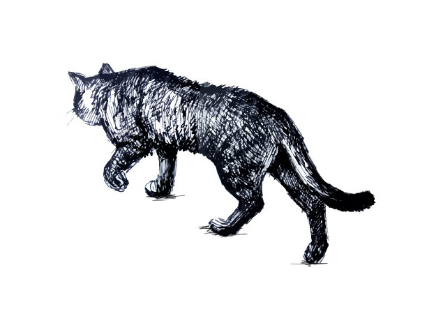 散步的猫。现实的画线图片下载