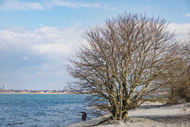 在波罗的海的海滩上，一个人正指着海上的什么东西。父亲和儿子在海边和光秃秃的树边享受时光图片下载