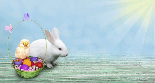 一只复活节小兔子和一只放在装满彩蛋的篮子里的小鸡图片下载