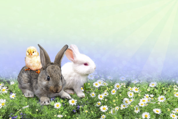 小鸡和兔子在鲜绿的草地上。图片下载