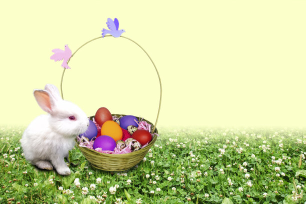 草地上有一只白色和灰色的兔子。图片下载