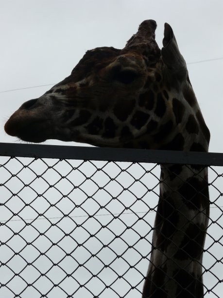 长颈鹿的头轮廓图片下载