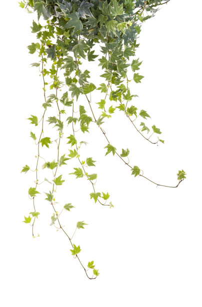 在白色上孤立的常青藤叶子图片下载