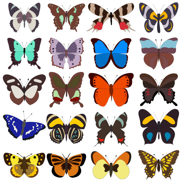 孤立集蝴蝶收集昆虫图片下载