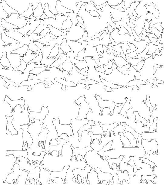 画动物和鸟类图片下载