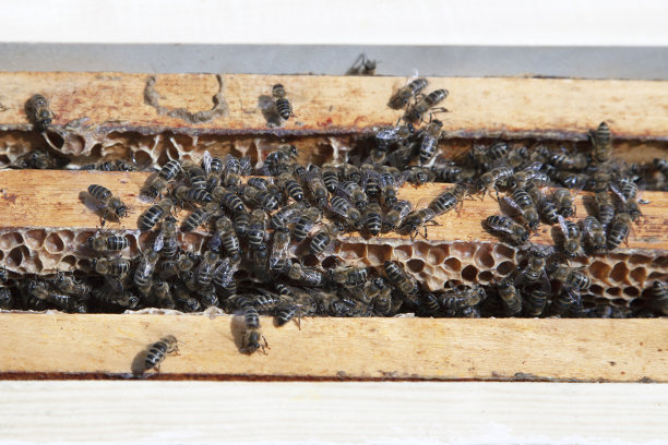 家庭养蜂场上蜜蜂的特写照片。蜂窝、无缝蜂窝图案概念图片下载