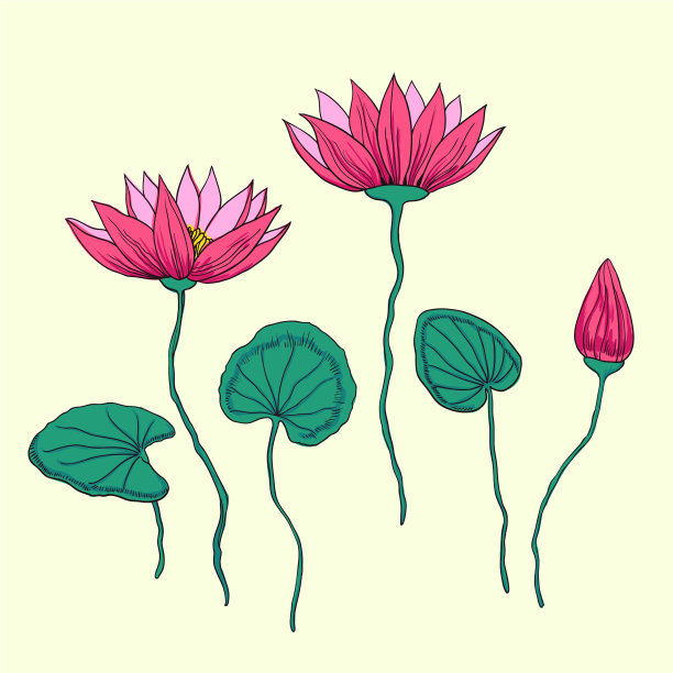 可爱的荷花孤立在白色图片下载