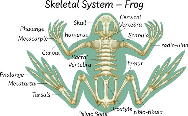 科学教育青蛙解剖学图片下载