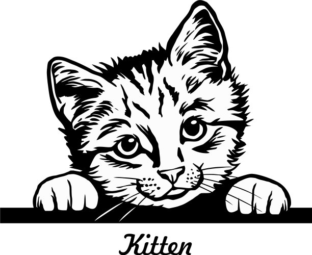 偷看的小猫-快乐的小猫在偷看-猫图片下载