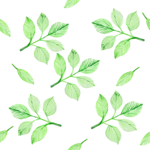 无缝模式的元素-叶手绘水彩。花园和森林绿化画的水彩插图孤立在白色的背景。股票插图图片下载