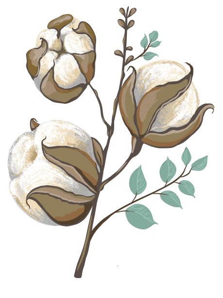 孤立的棉花图片下载