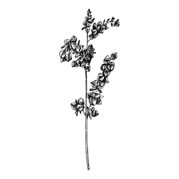 荞麦穗和荞麦粒。单色复古手绘孵化插图图片下载