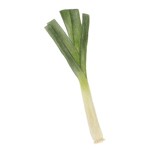 在白色背景上的葱的水彩插图。图片下载