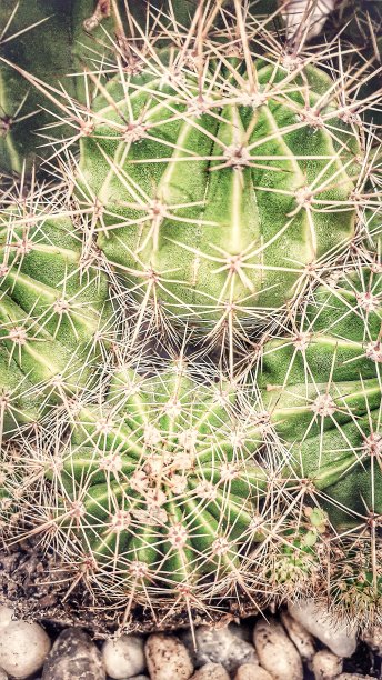 仙人掌图片下载