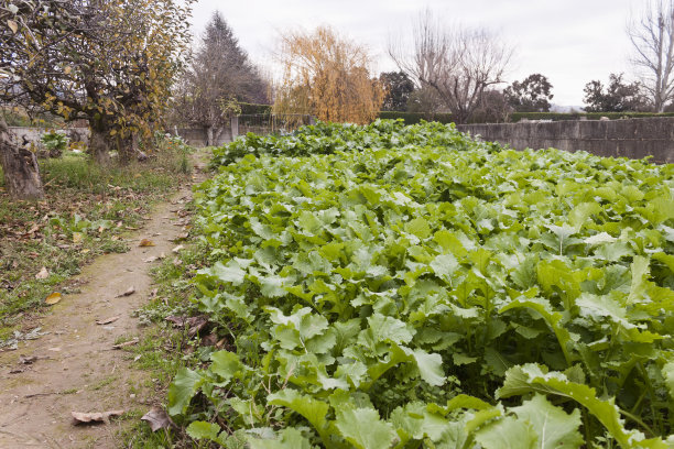 冬天在果园里种植蔬菜和卷心菜图片下载