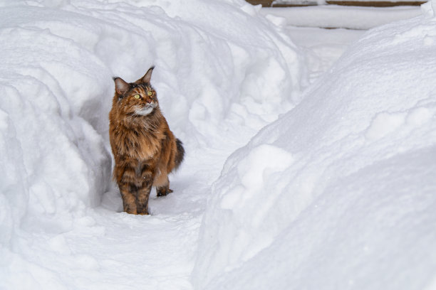 缅因猫走在雪堆之间的雪道上。狩猎,复制空间图片下载