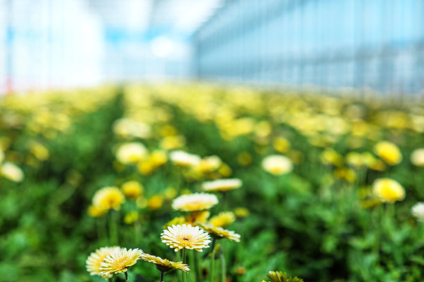 荷兰的非洲菊温室图片下载