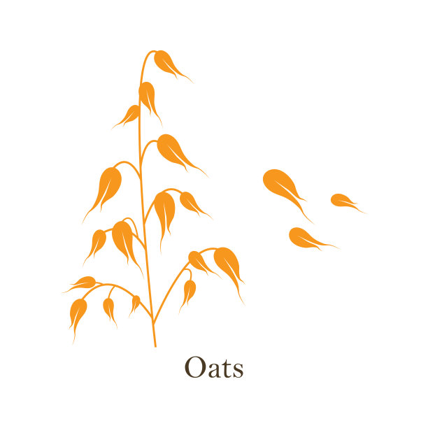 燕麦谷物粮食。矢量插图孤立在白色背景图片下载