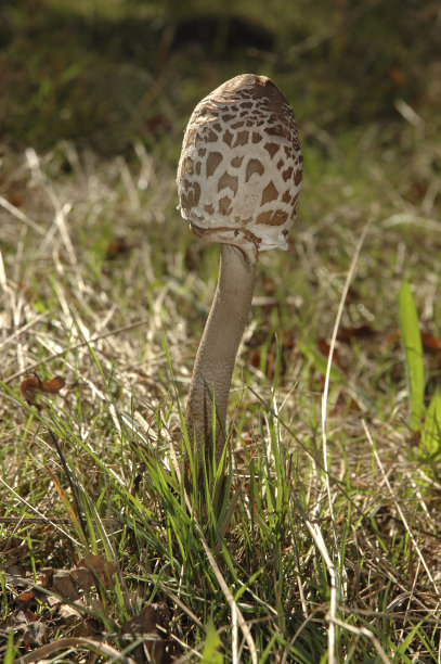 阳伞蘑菇图片下载