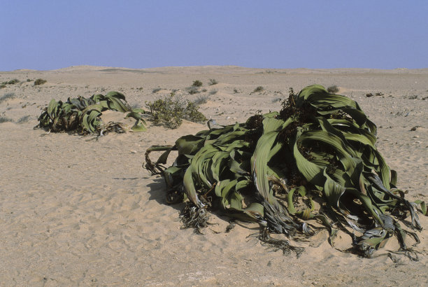 千岁兰图片下载