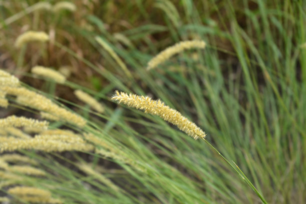 毛诗的图片下载