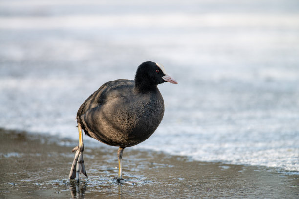 在一个阳光明媚的冬日早晨，一只白骨顶行走在冰面上寻找食物。冬季照片，荷兰野生动物，自然照片，城市公园水鸟图片下载
