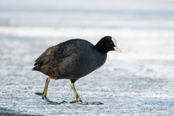 在一个阳光明媚的冬日早晨，一只白骨顶行走在冰面上寻找食物。冬季照片，荷兰野生动物，自然照片，城市公园水鸟图片下载