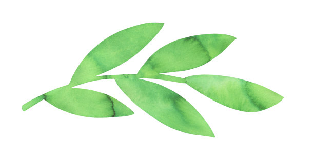 水彩画的浅绿色叶的树枝形状与艺术笔触和污点。手绘水彩图形插图，裁剪剪辑艺术元素的创意设计，标志，横幅。图片下载