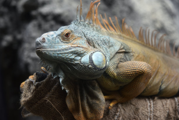 一个绿色鬣蜥的特写图片下载