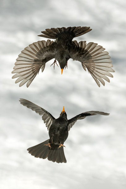 两只普通的雄性黑鹂图片下载