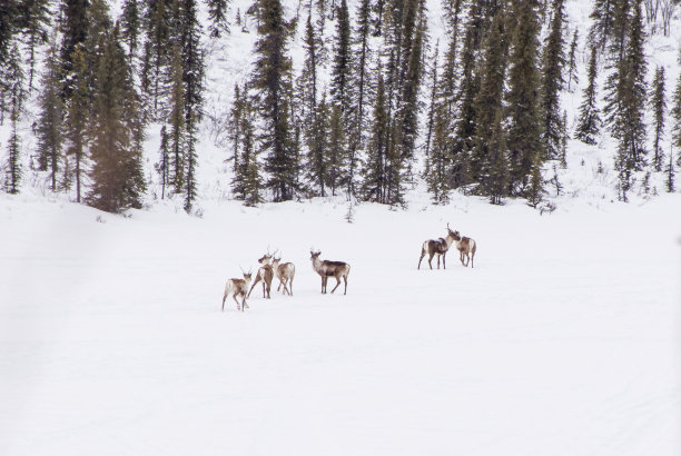 结冰湖面上的驯鹿群图片下载