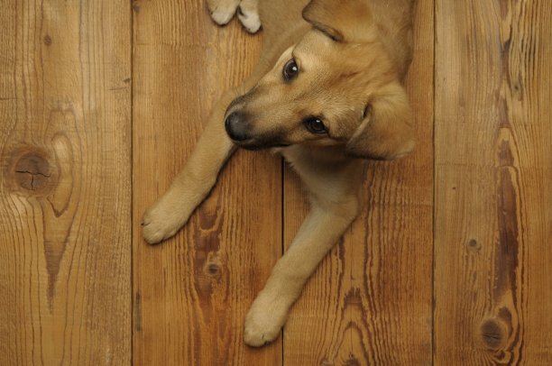 三个月大的小狗图片下载