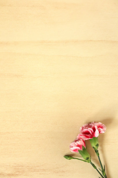 两朵粉红色康乃馨的垂直照片。图片下载