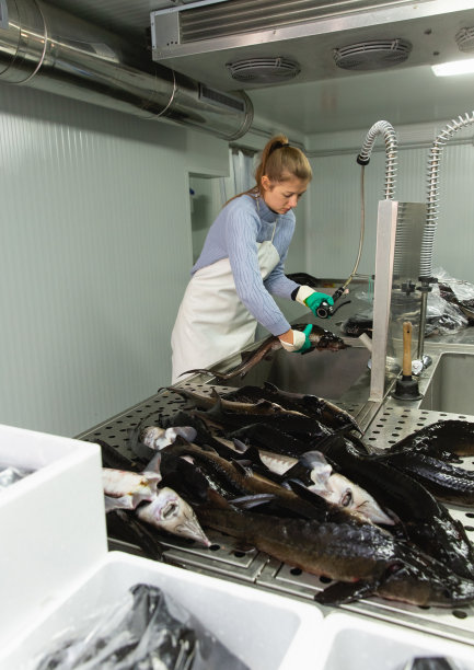 女性洗鲟鱼图片下载