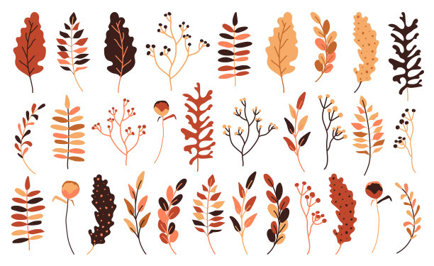 秋叶浆果平叶黄集图片下载