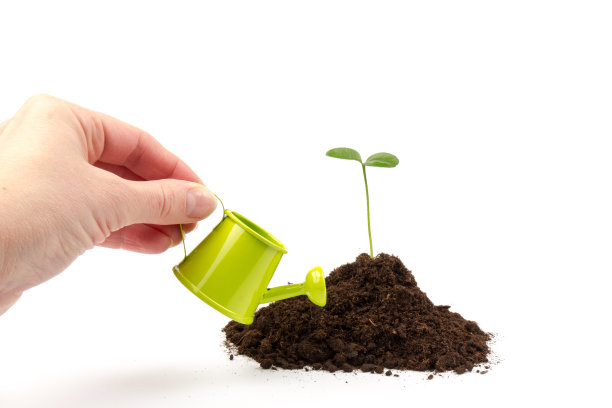 芽从一个孤立的浇水罐在白色的背景图片下载