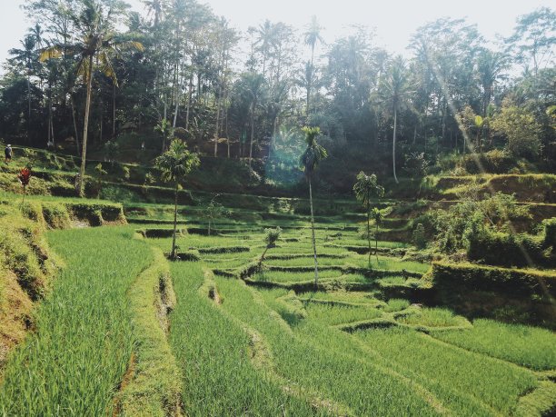 Tegalalang水稻梯田图片下载