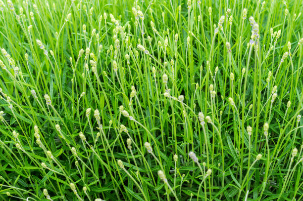 在春天绽放着绿色的薰衣草图片下载