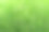 在春天绽放着绿色的薰衣草图片下载