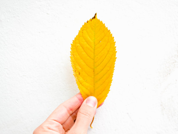 秋叶在手孤立上白。图片下载