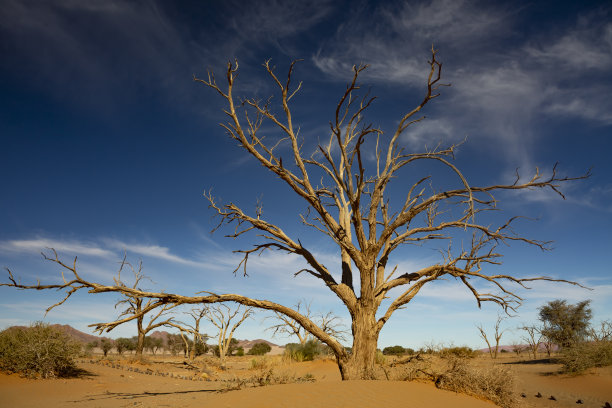 沙漠中的枯树图片下载