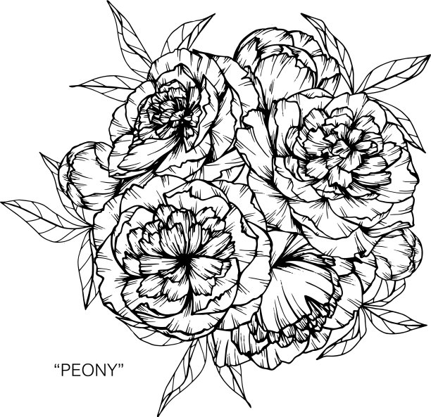 牡丹花叶手绘植物图片下载