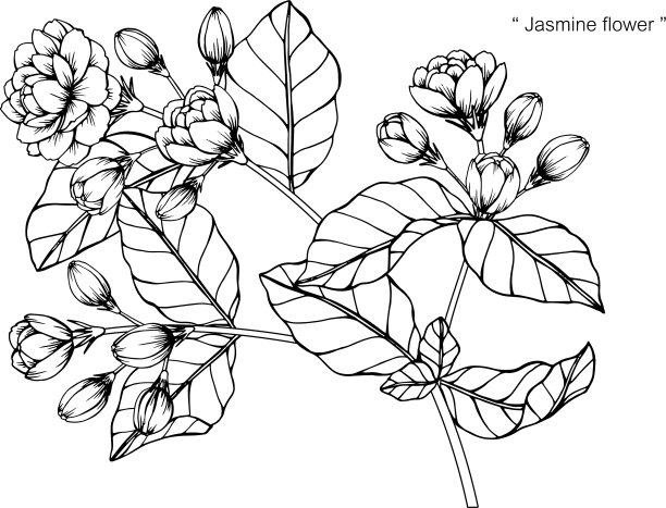 茉莉花和叶手绘植物图片下载