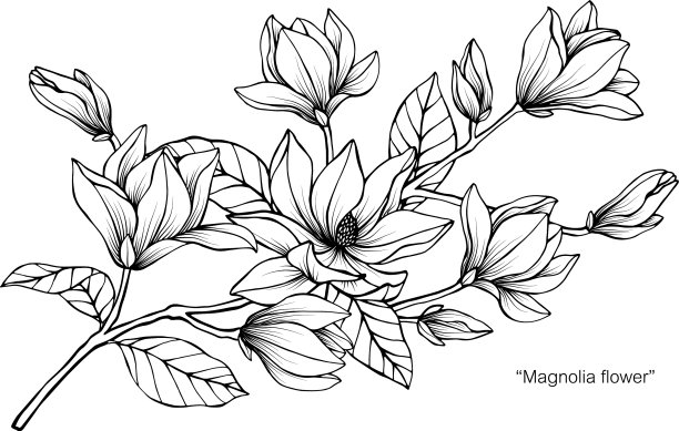 白玉兰的花和叶手绘植物图片下载