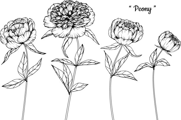 牡丹花叶手绘植物图片下载