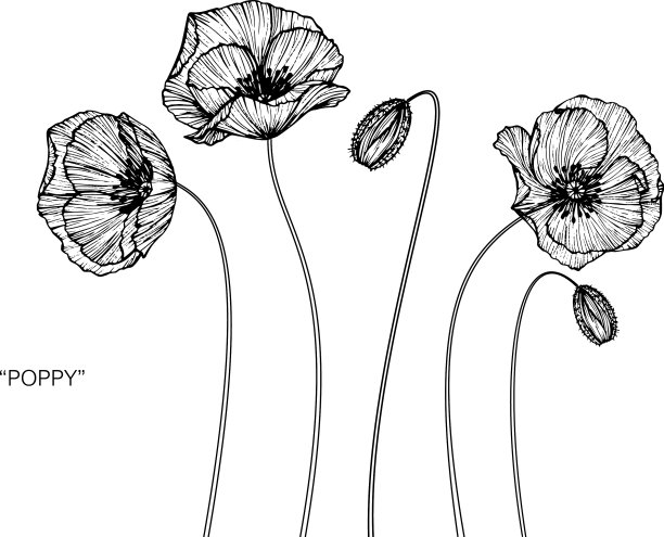 罂粟花和罂粟叶手绘植物图片下载
